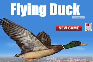 flying duck