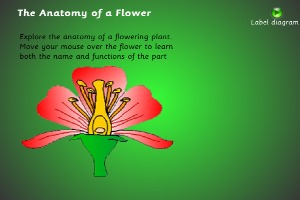 The-Anatomy-Of-A-Flower